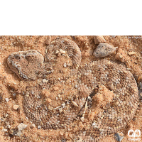 گونه مار افعی شاخدار عربی Desert Horned Viper